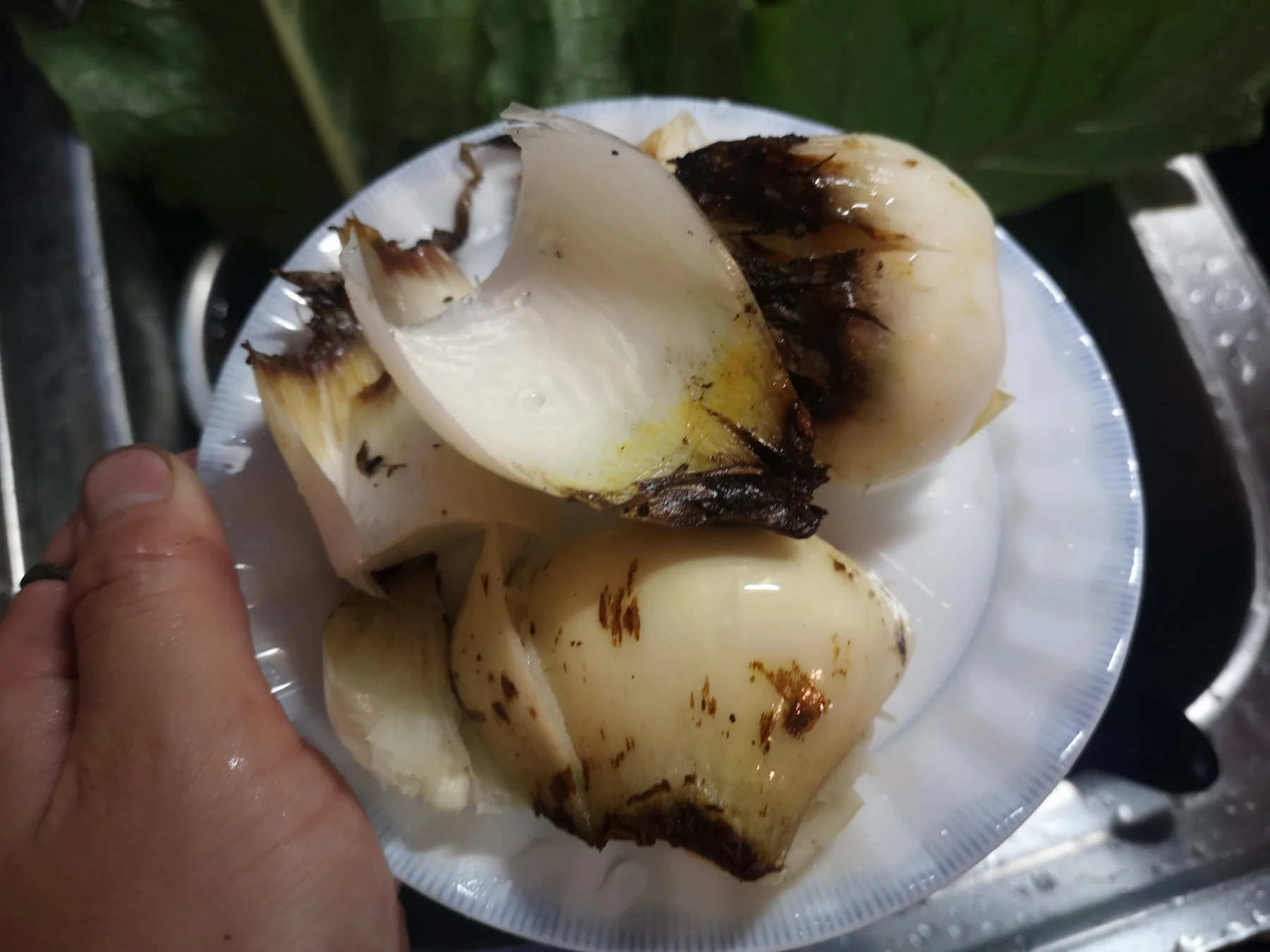 オオウバユリの鱗片