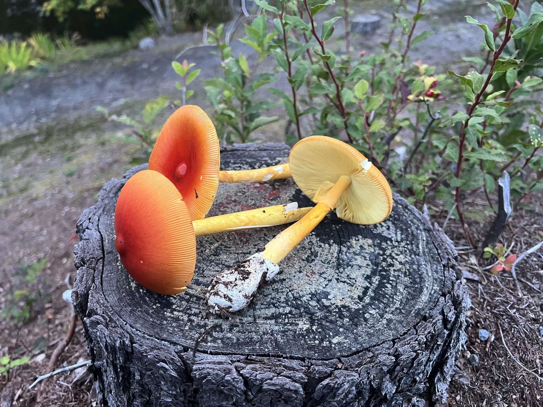 ついに発見!皇帝のキノコ「タマゴタケ」を食す