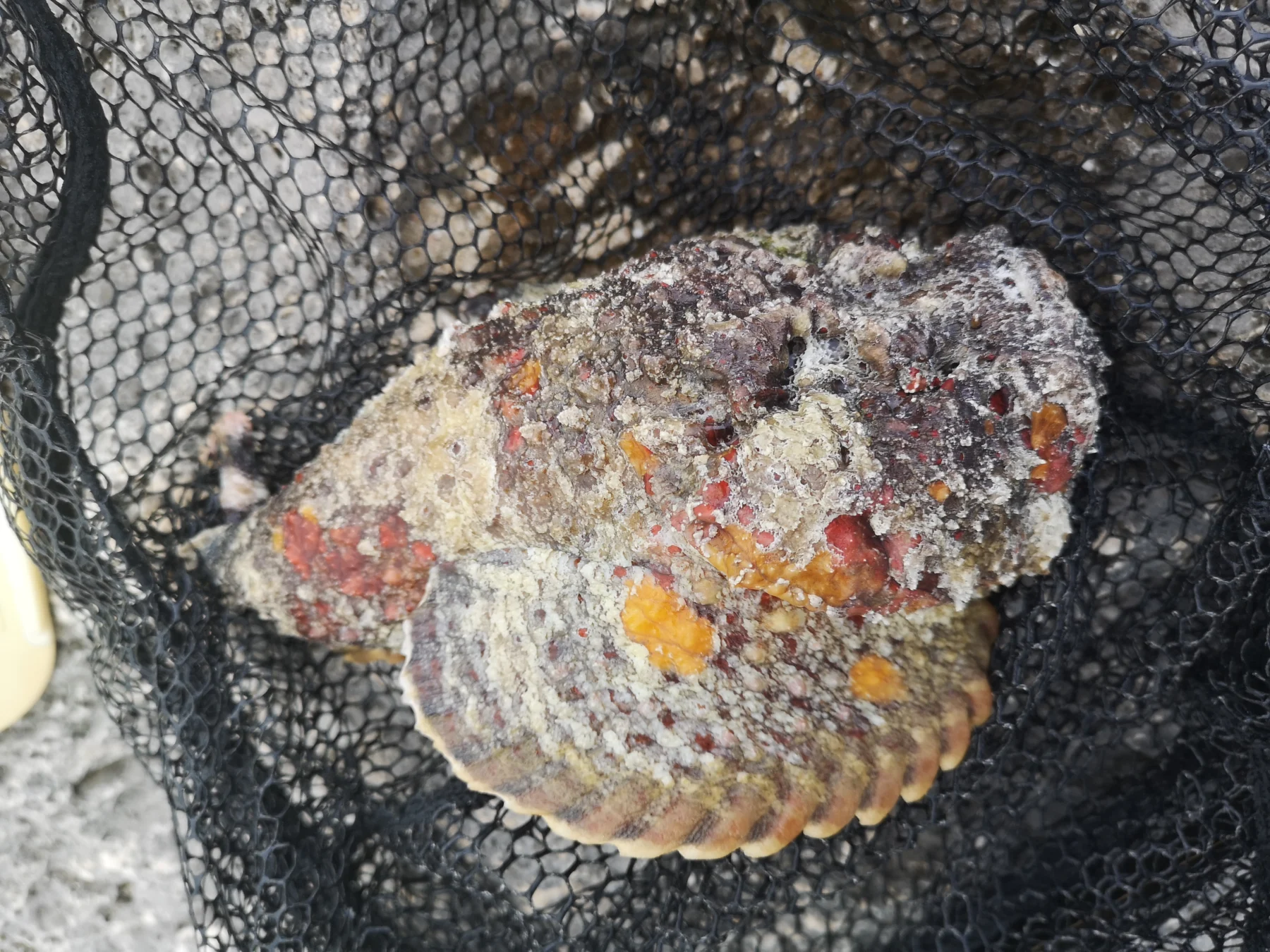 最強の猛毒魚「オニダルマオコゼ」を捕って味噌汁で食べる