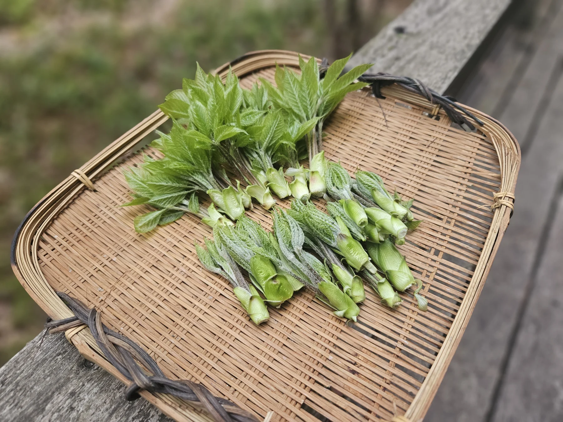 【絶品】山菜の女王「コシアブラ」を天ぷらで食べる。採り方も紹介。