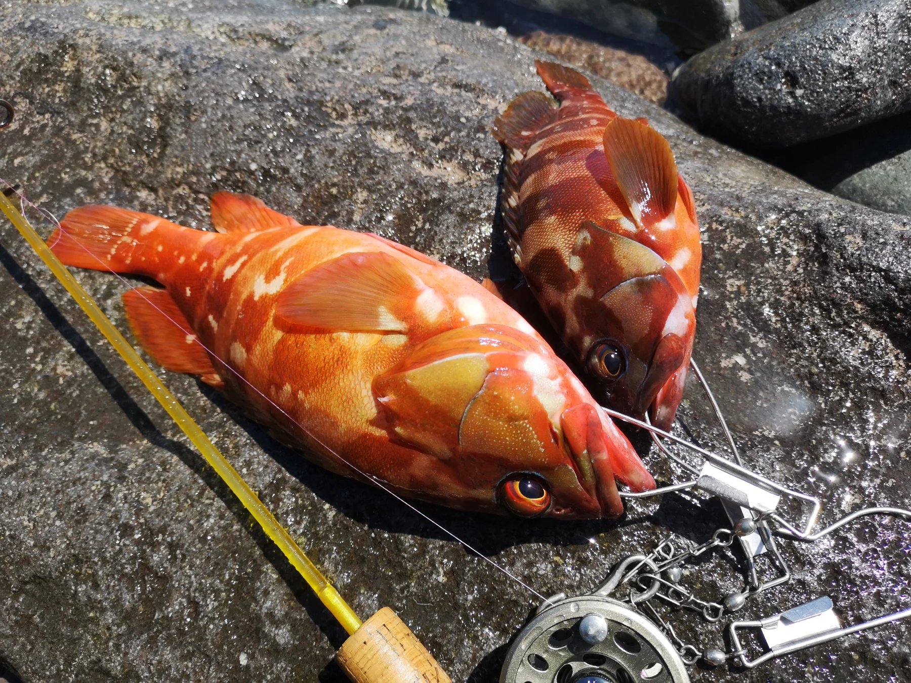 岩の上に並んだ2匹のアカハタとメジャー