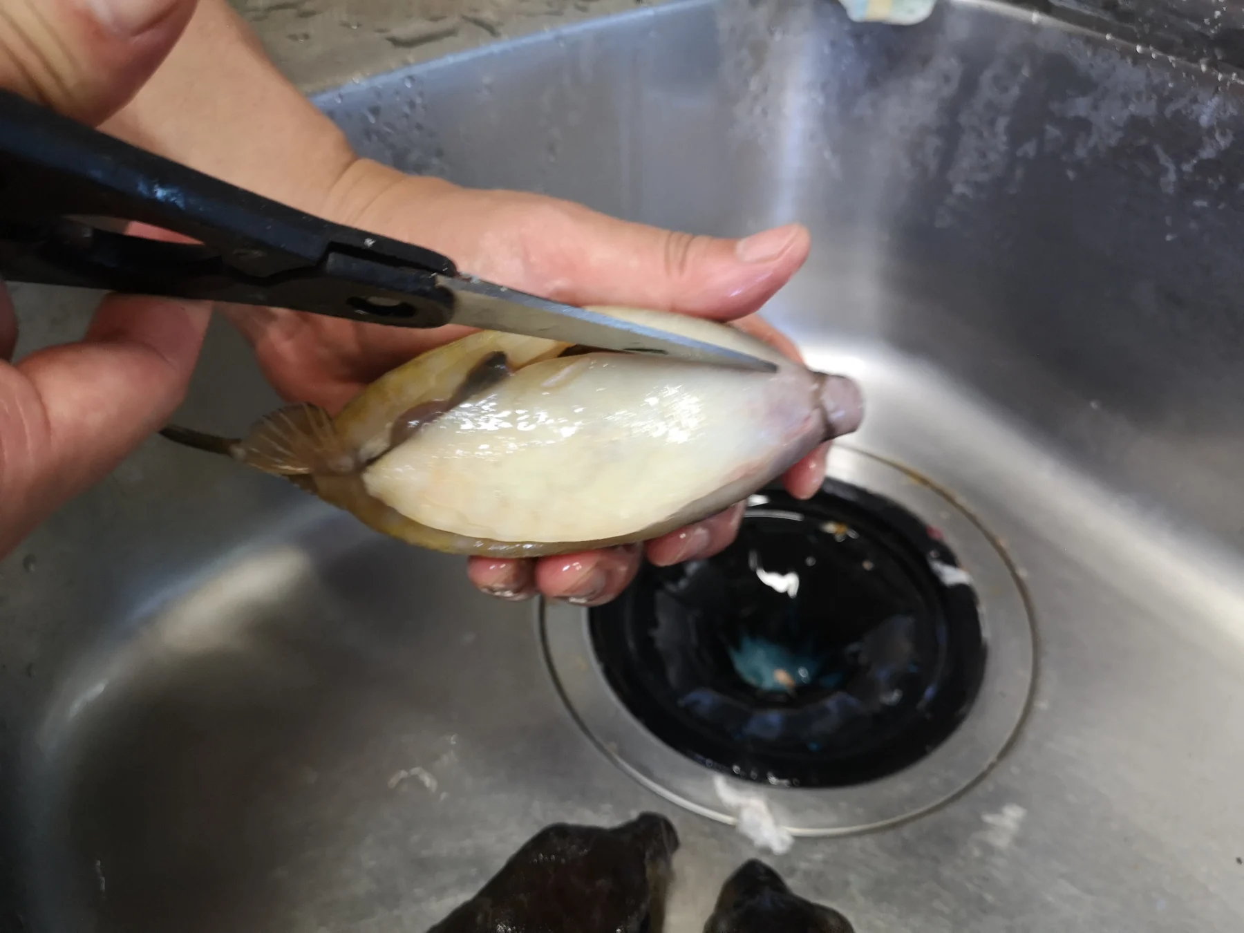 ハサミでハコフグの腹を切り開く様子