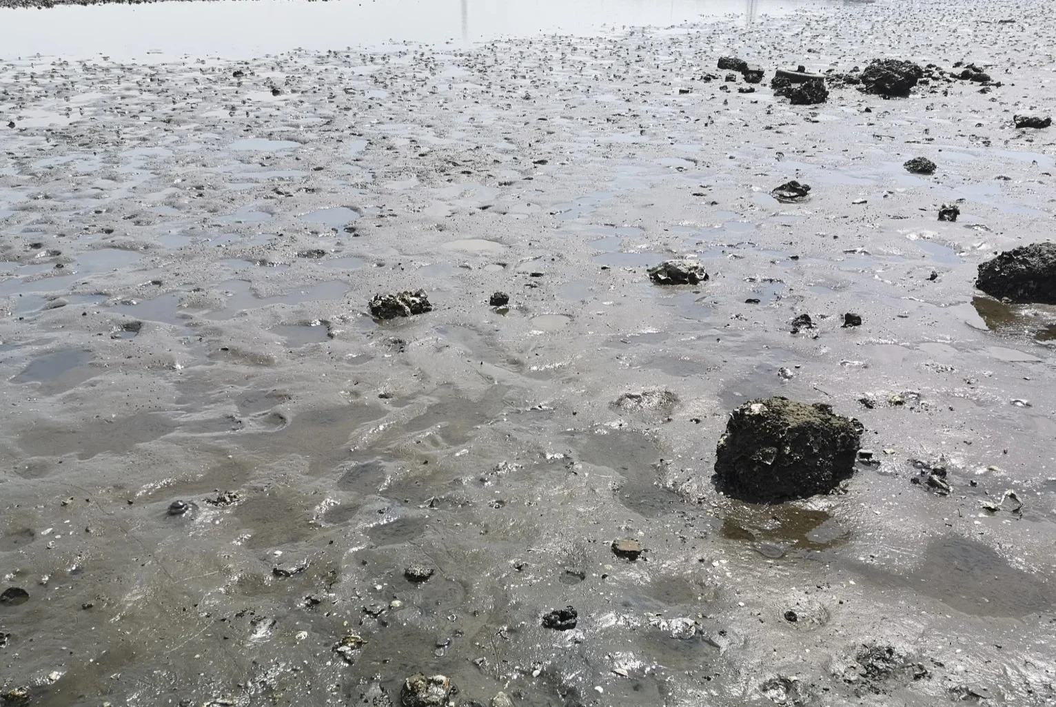 サルボウガイが取れた干潟