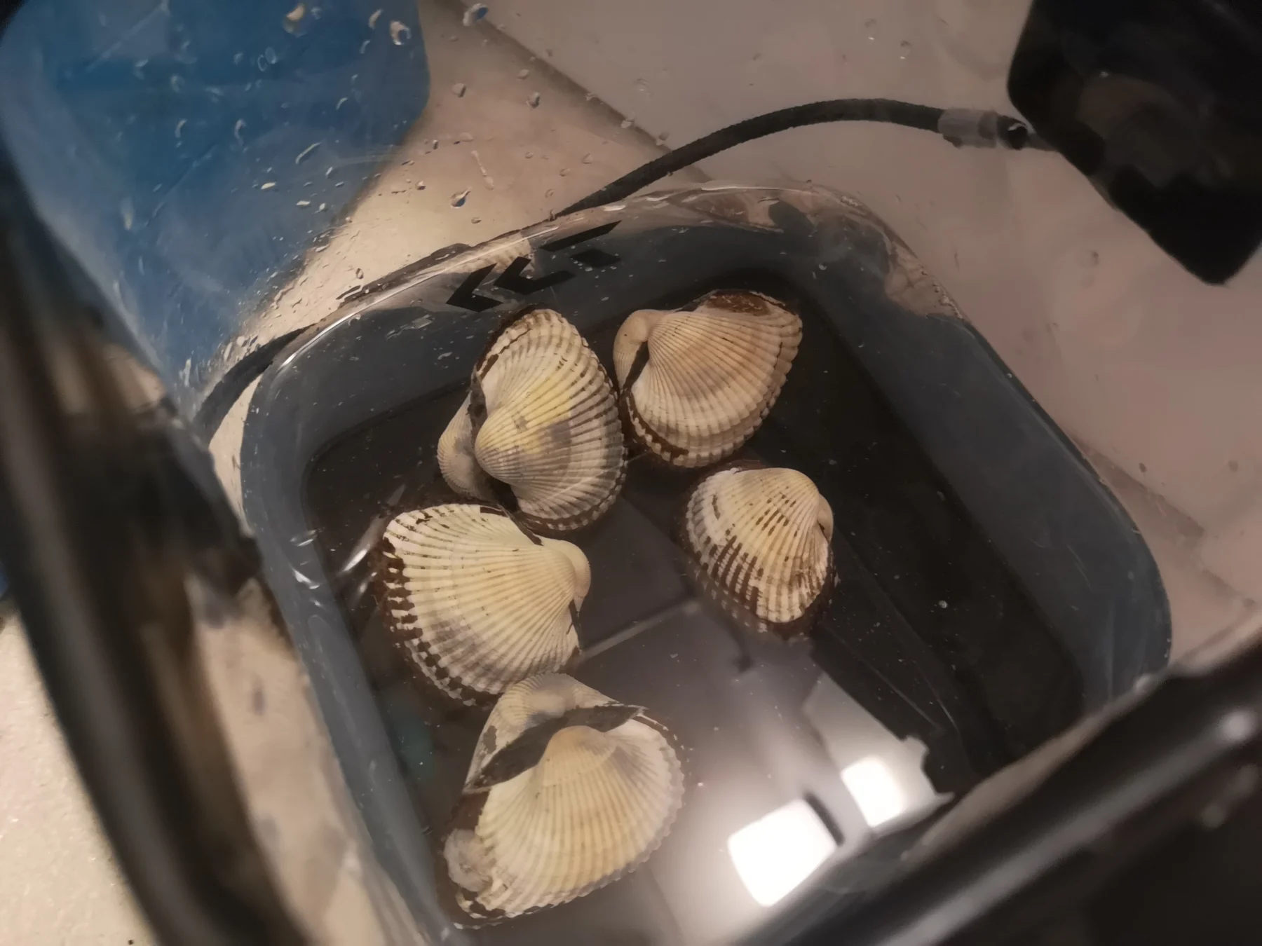 サルボウガイの砂抜き