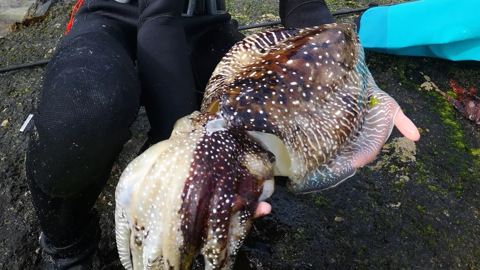 世界最大のコウイカ「コブシメ（クブシミ）」を素潜り手銛で獲って食べる