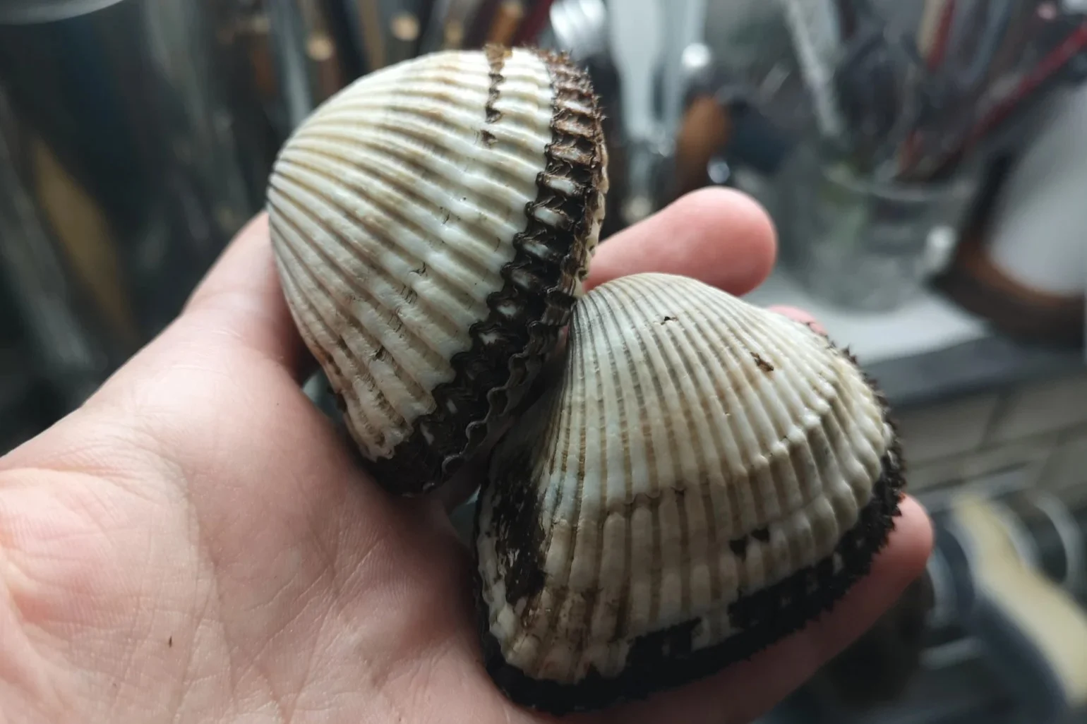 サルボウガイ