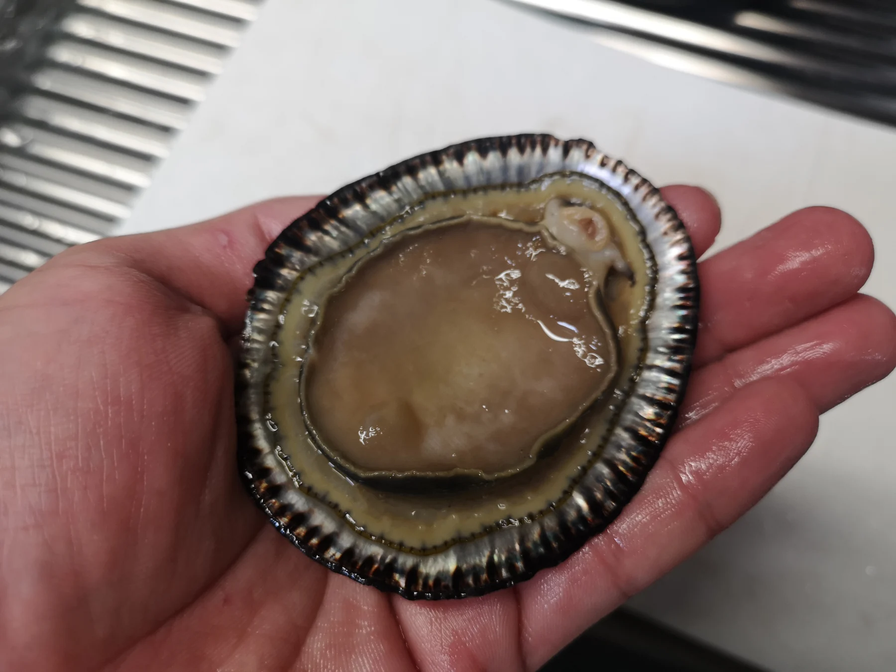 マツバガイを身から見た図