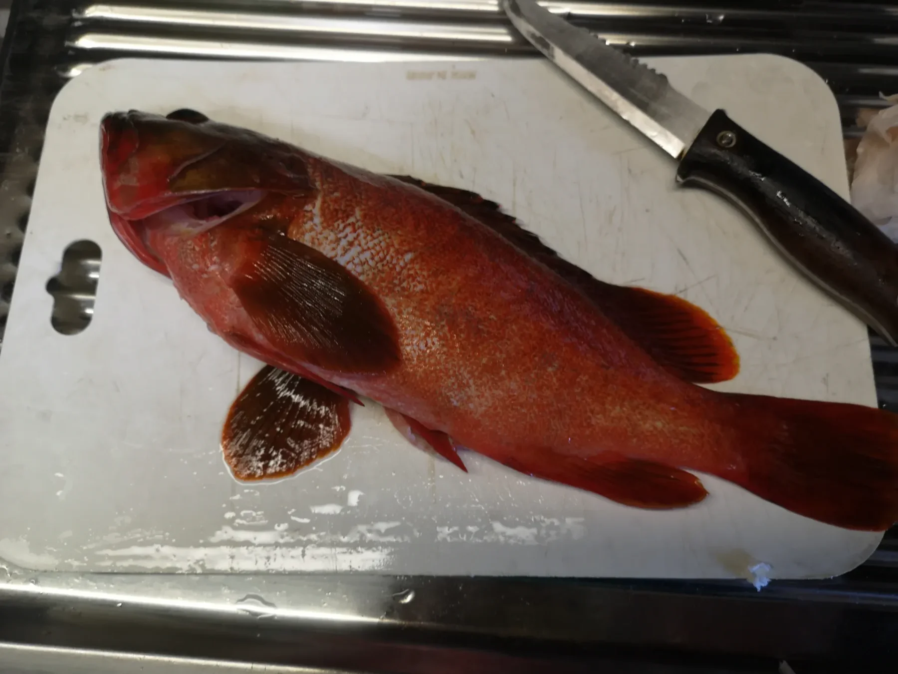 まな板の上に置かれた一匹のアカハタ
