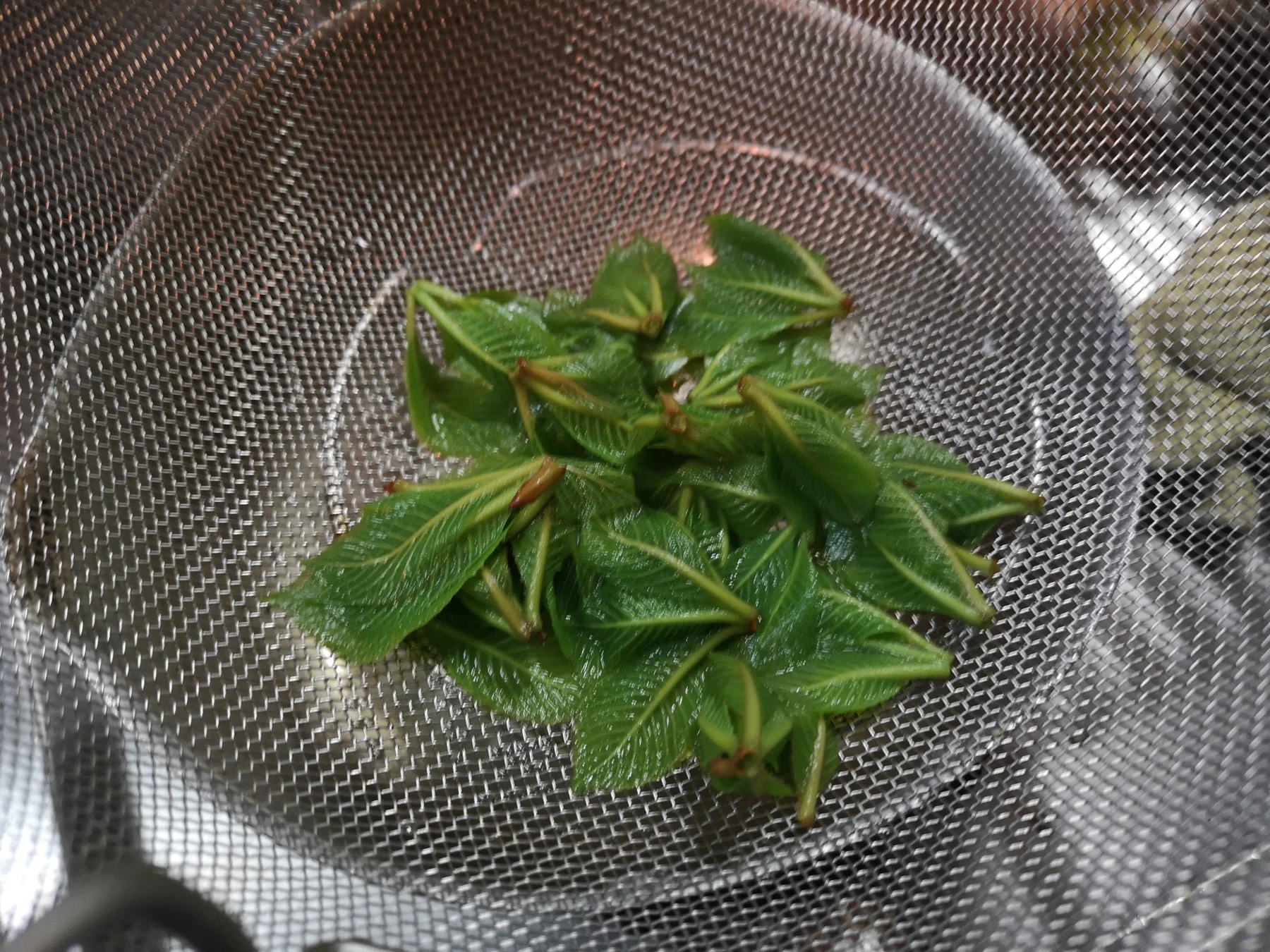 茹で上がったリョウブ