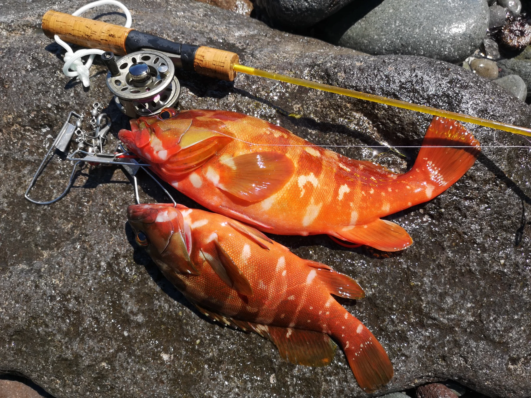 泳ぎ釣りで高級魚アカハタを狙う、スノーケリングフィッシング実績レポート