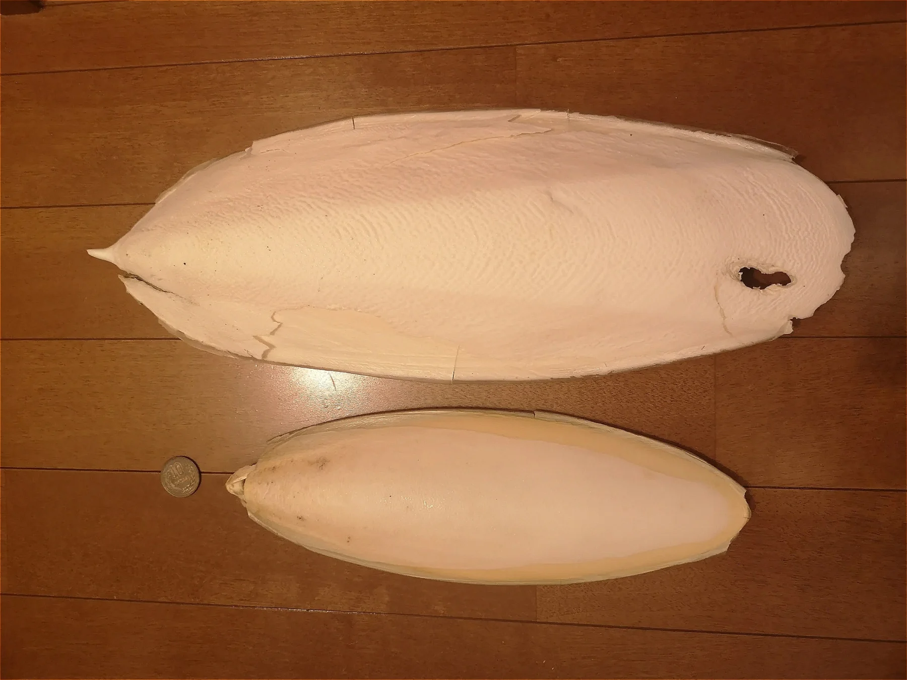 モンゴウイカとコブシメの甲