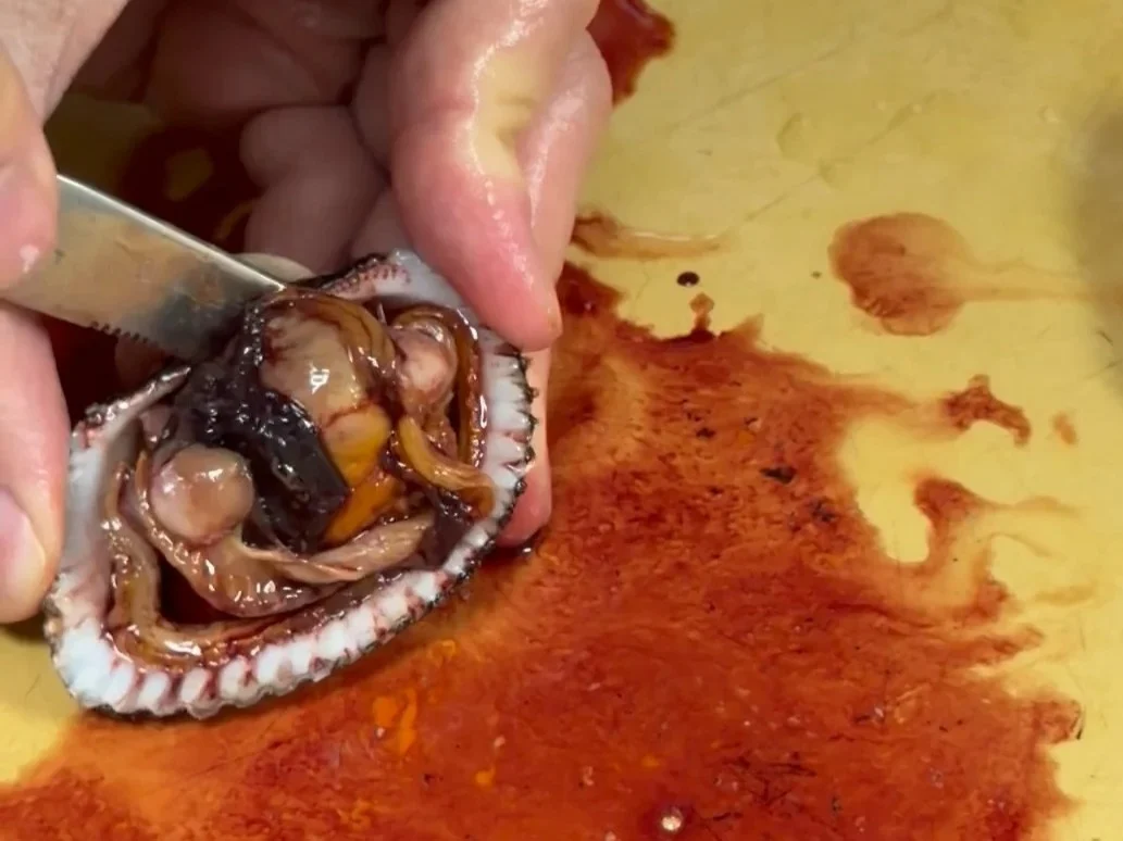 サルボウガイの身を取り出す