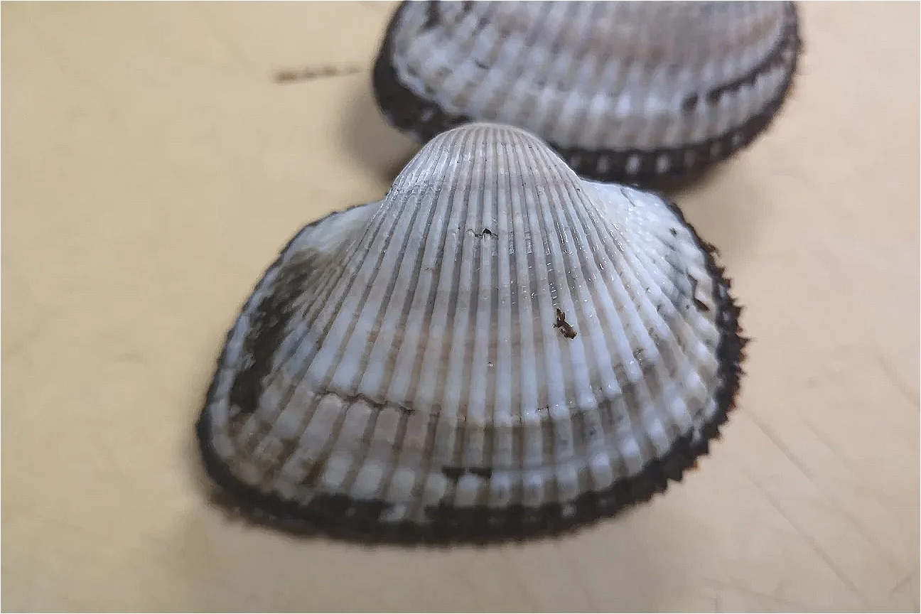 サルボウガイ
