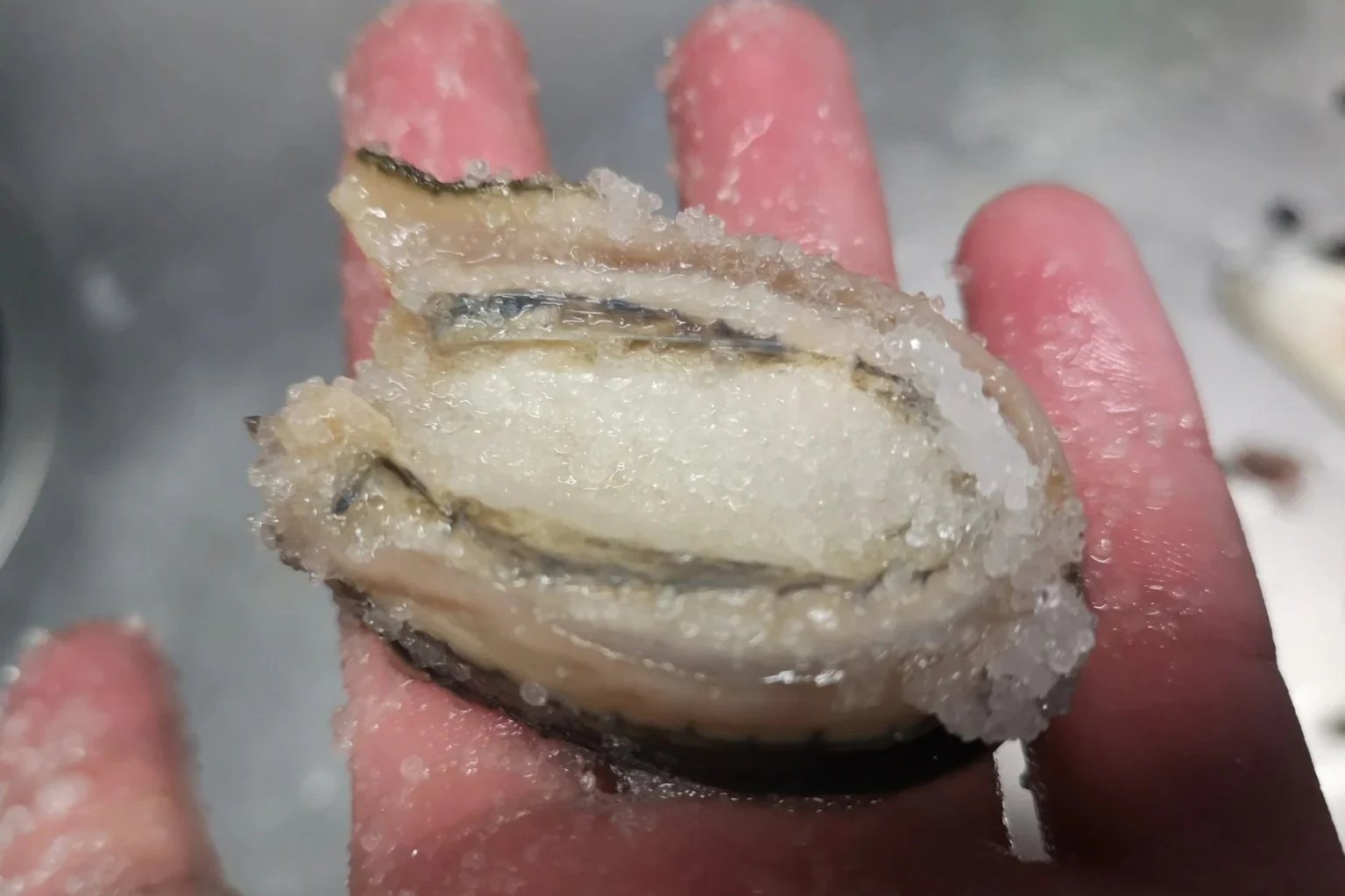 マツバガイを塩もみする様子