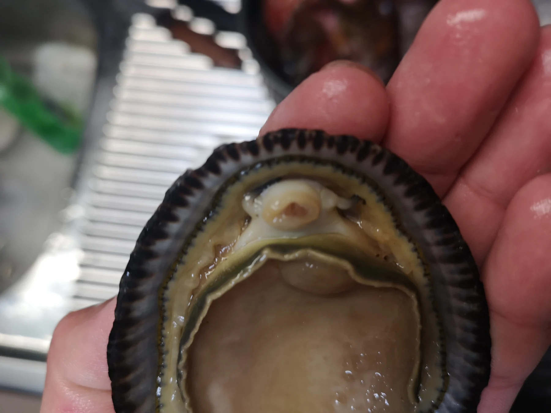 マツバガイの顔